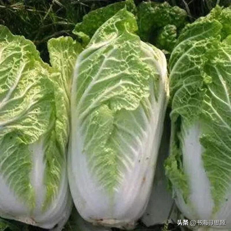 在清末时期，大白菜对于东北人而言，究竟占据着怎样举足轻重的地位呢？莫要看如今东北