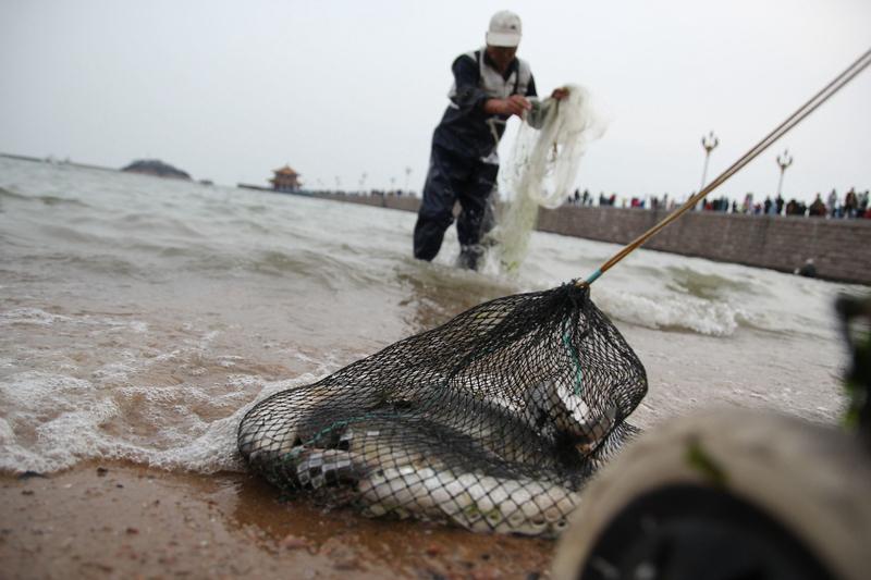 最近天津一滨海公园可热闹了。1月18日，因气温骤降，南湾公园海水结冰，大量梭鱼被