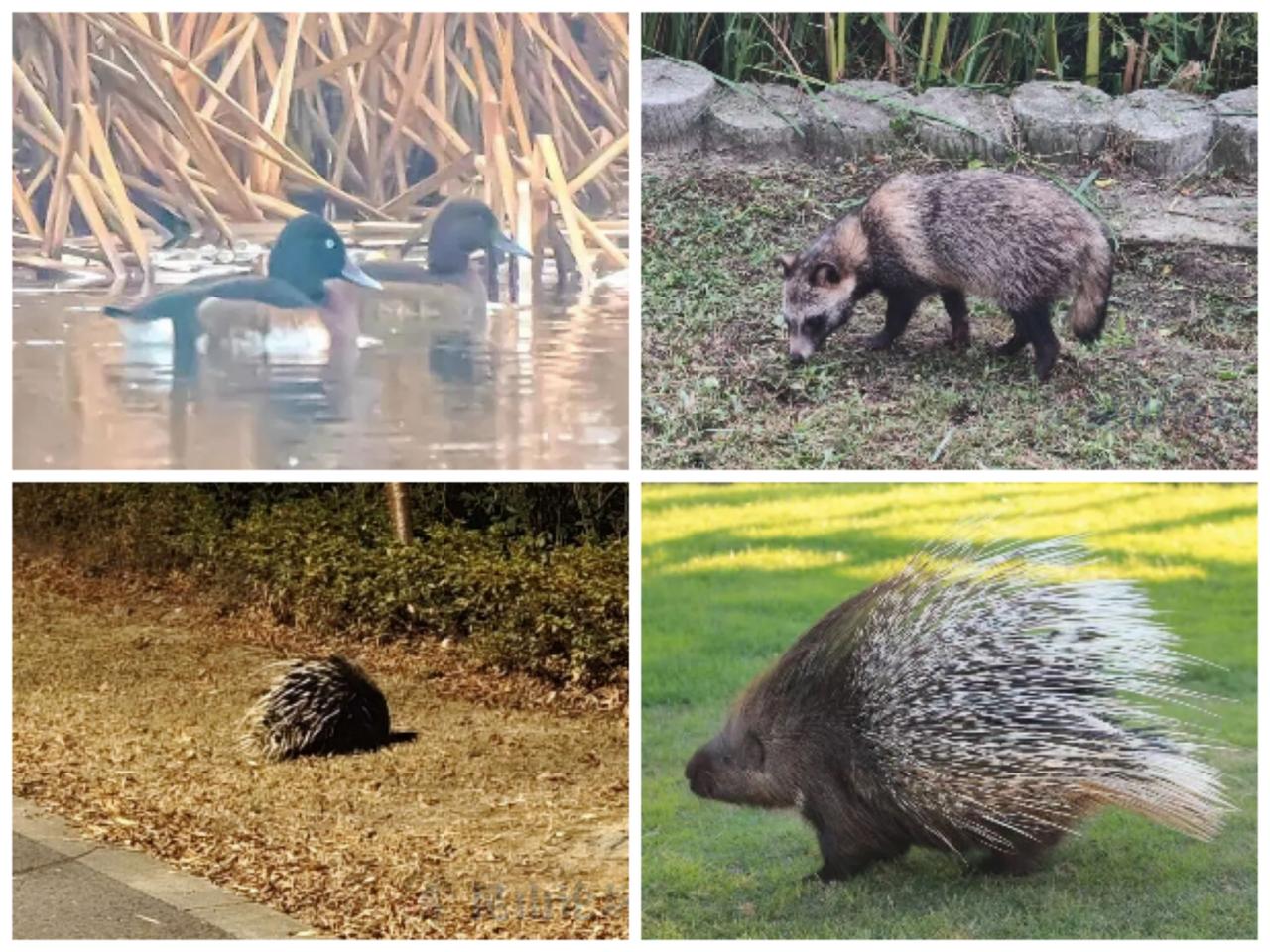 太神奇了！最近昆山简直成了现实版“疯狂动物城”，不少市民都在公园、路边偶遇了“神