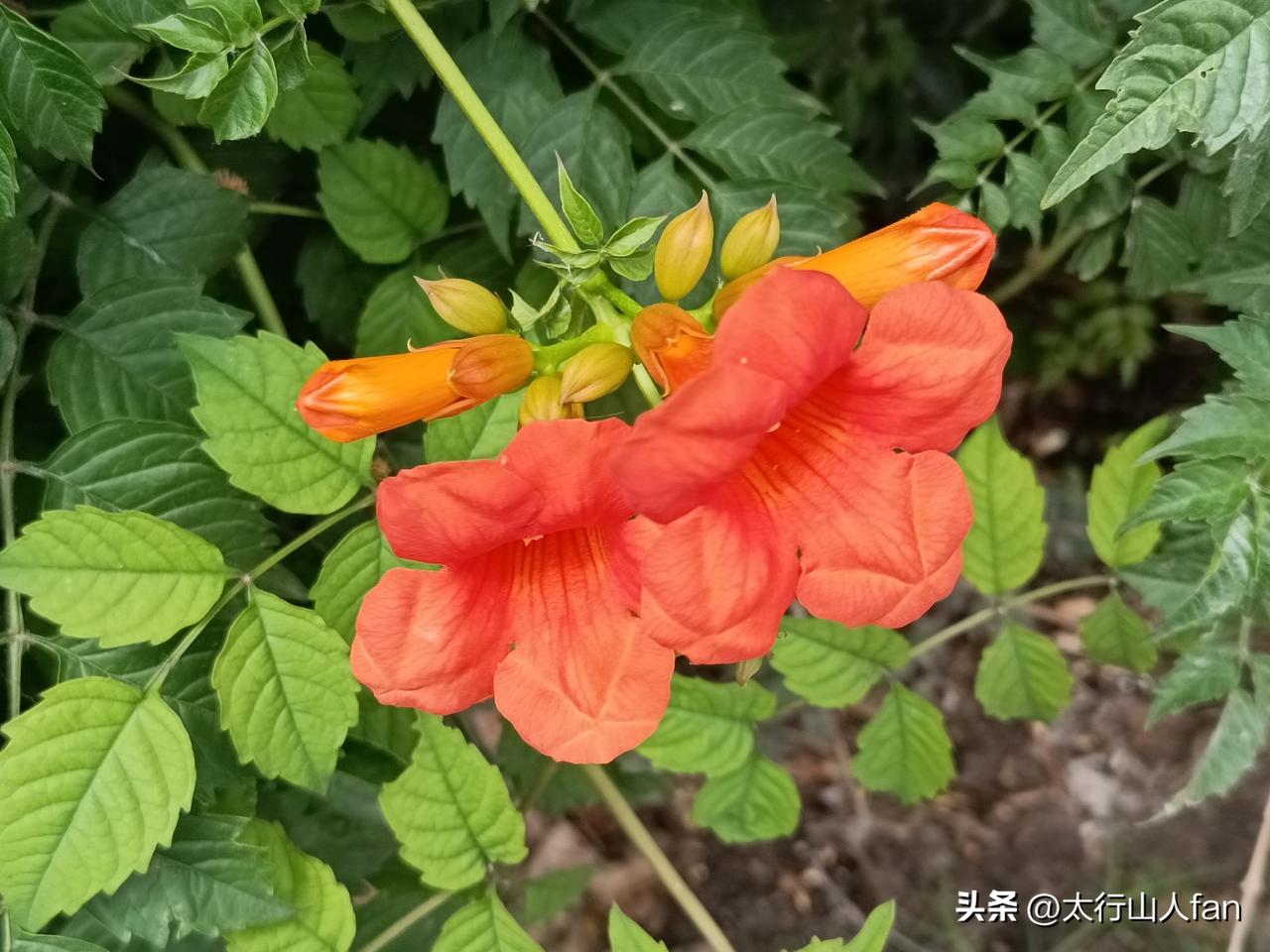 随处可见的攀援植物——凌霄
初夏时节，正值凌霄盛花期，在路边的绿植与围栏上，在广