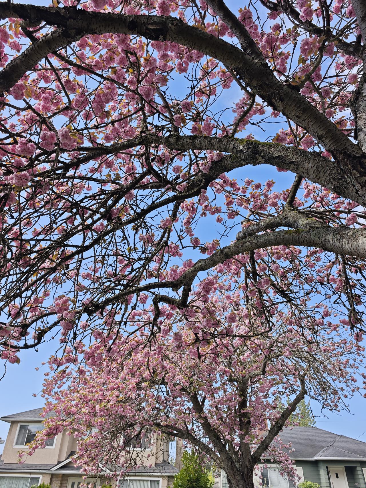 温哥华紧急救护部门最新的举措，令老江湖的我感觉耳目一新!

事情是这样的: 我的