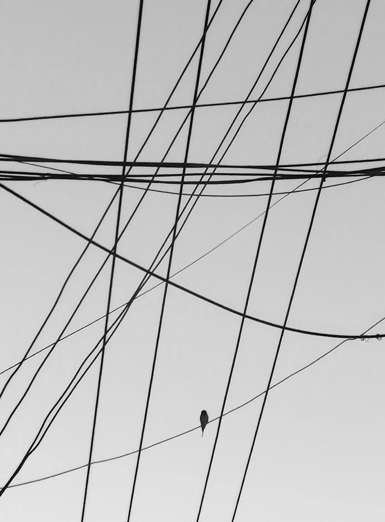 题图
丝丝线线纵横中，
去去来来四季风。
孤鸟声声惊过客，
空空荡荡半时空。