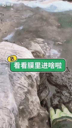 这是啥鸟🐦‍⬛？
扑扑腾腾滴…[what]