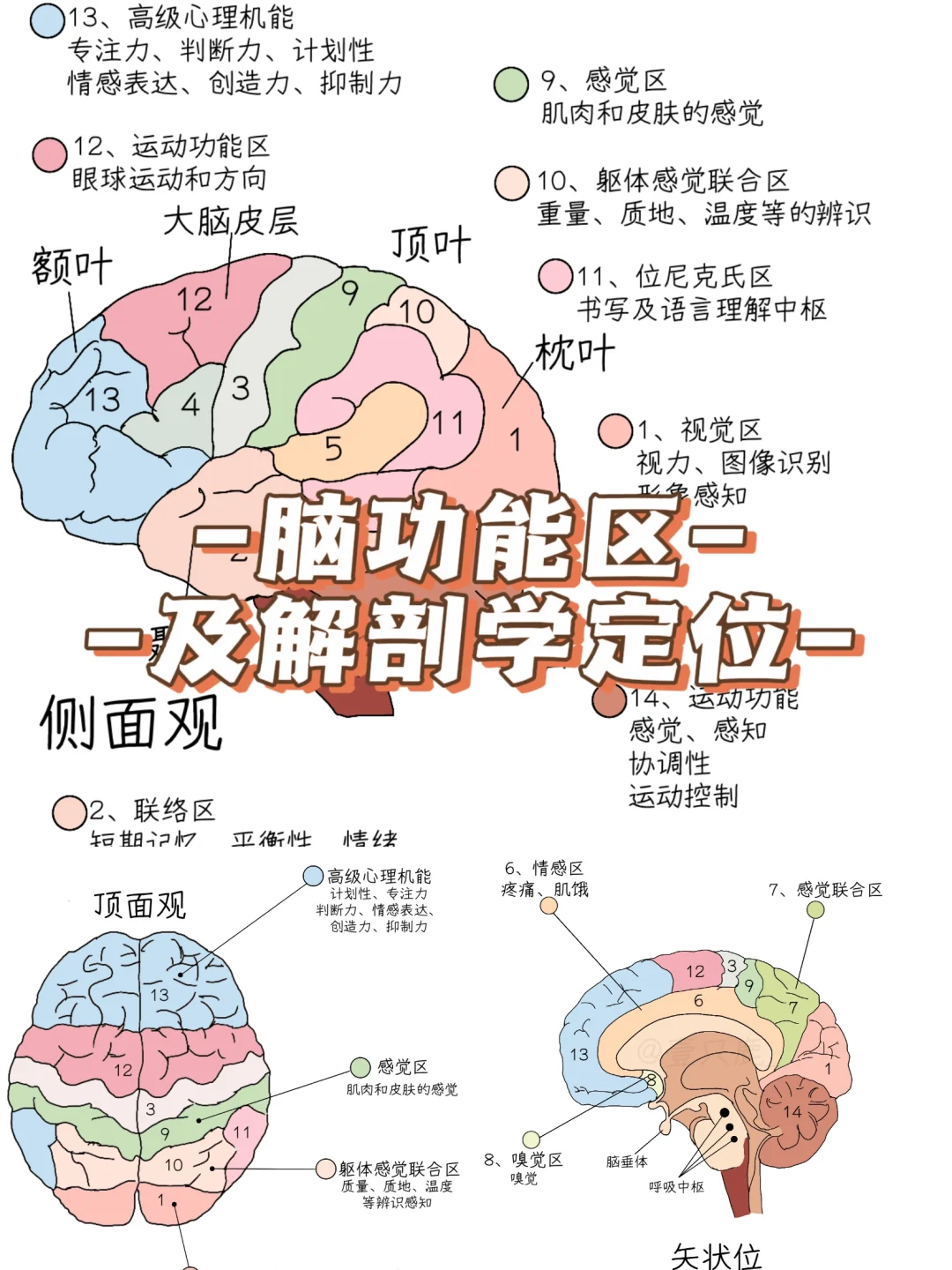 医学生笔记📝｜大脑功能分区