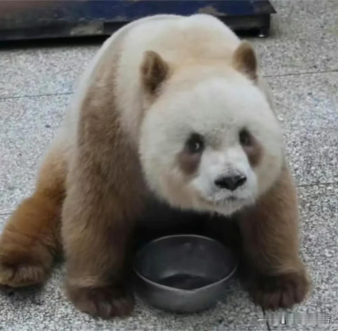 七仔和他的盆盆奶大概是一个非常有意思的故事会源远流传吧。

对于某种食物，长久的
