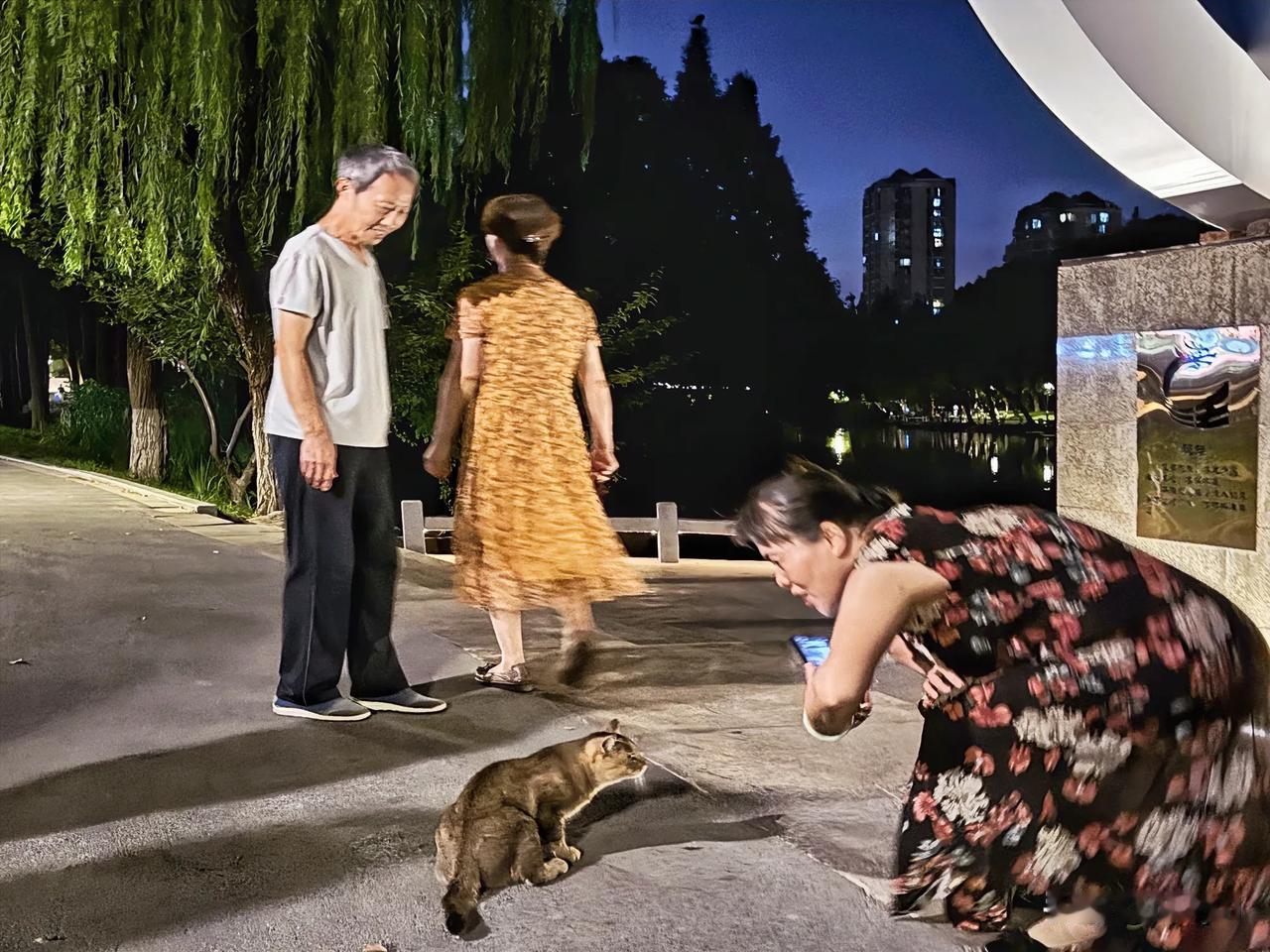 乞讨的流浪猫～20240913常州，夜晚的五星公园，除了休闲的人，还有流浪猫，一