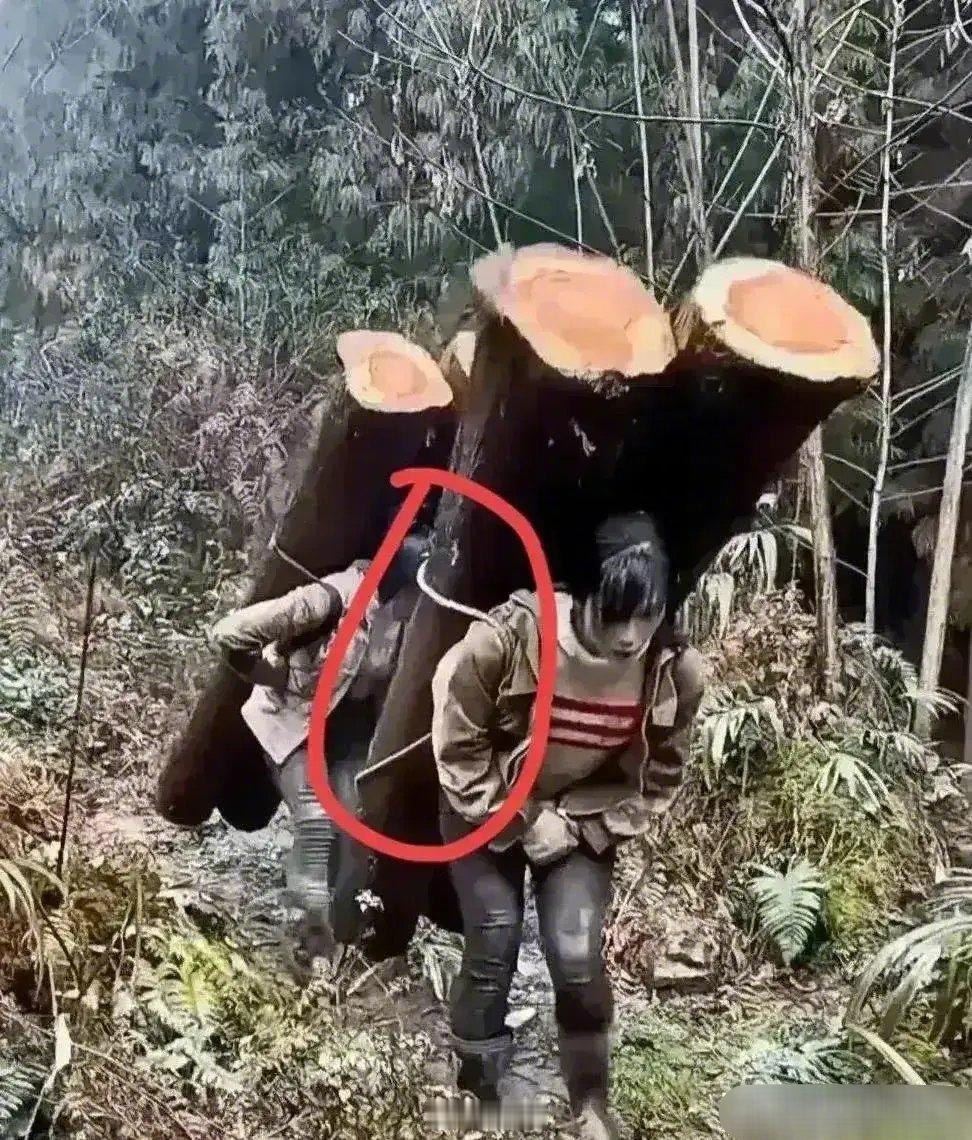 这简直就是侮辱我们的智商拍视频也辛苦，但要付合逻辑。这两段树木，如果是实心，少说