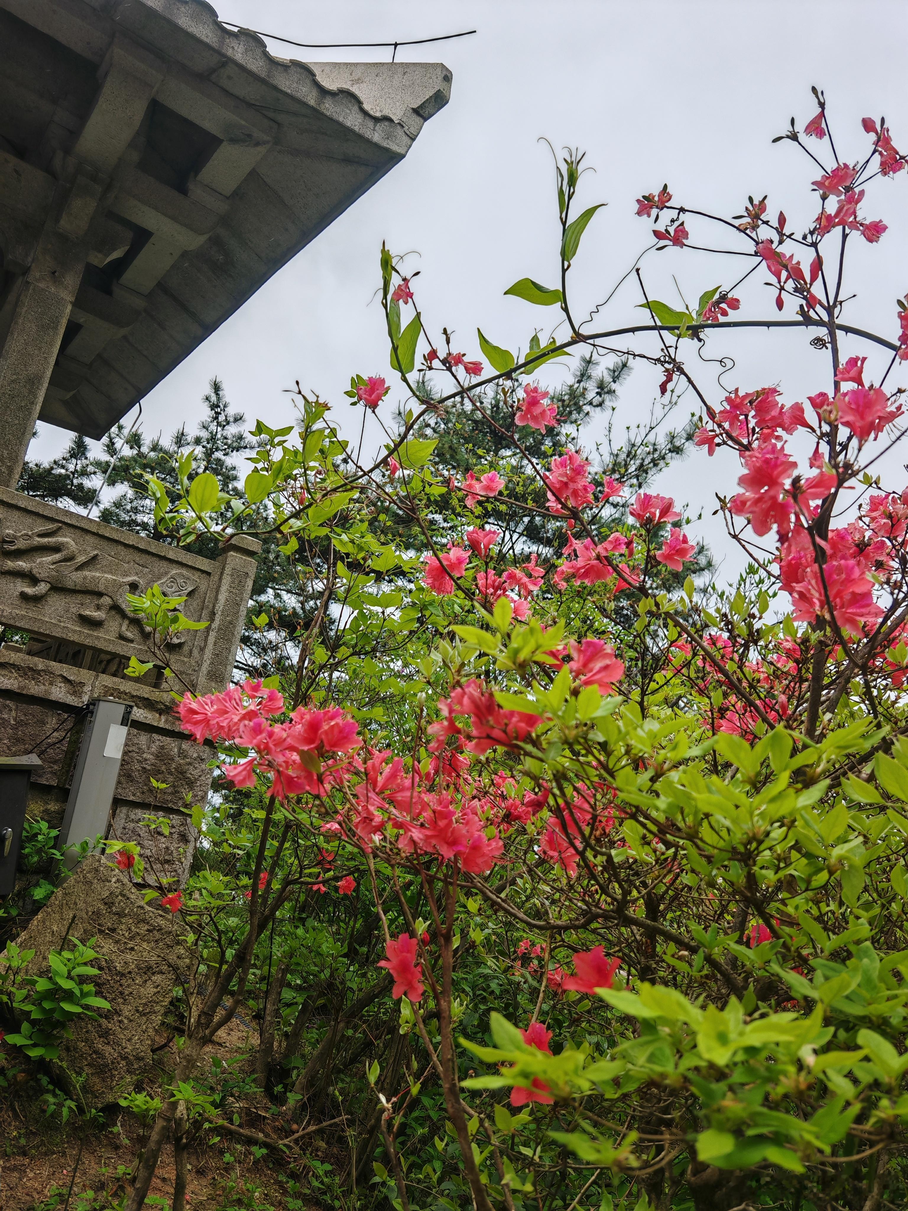 青禾映野花，闲寻春色晚～寻美河南🍃寻美西华