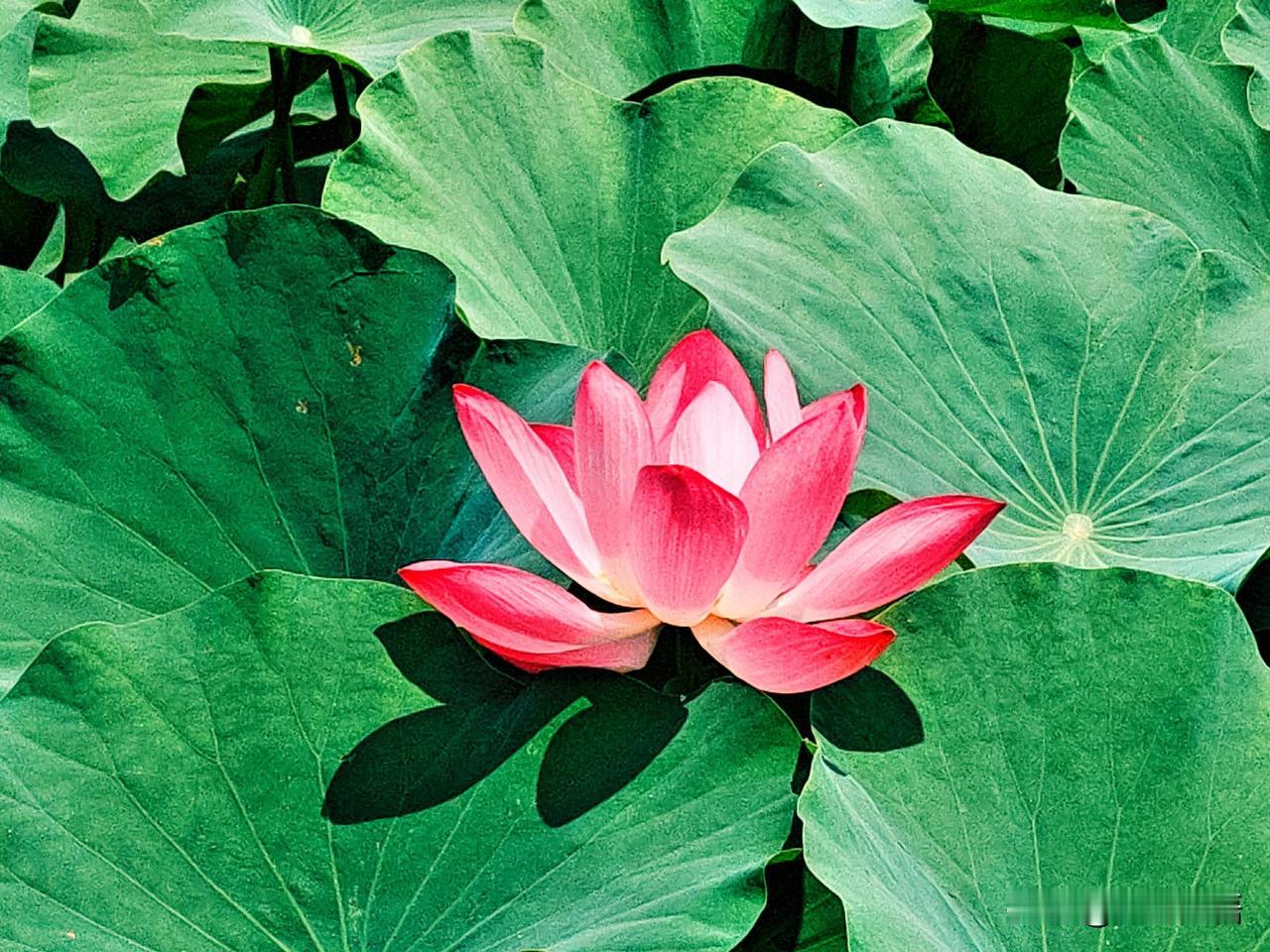 粉嫩荷花开满池，夏日清凉自然美。
