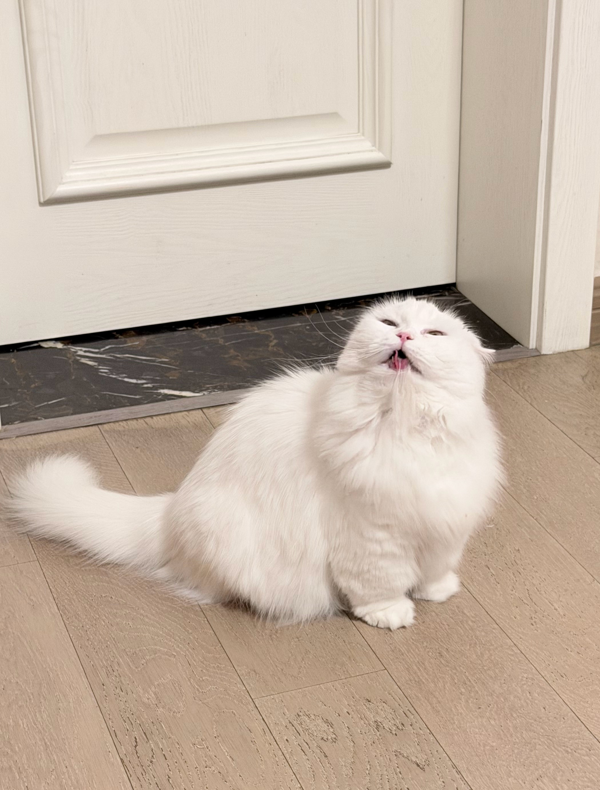 出门游玩一周凌晨两点回家给雪球上供猫条一根🐱 