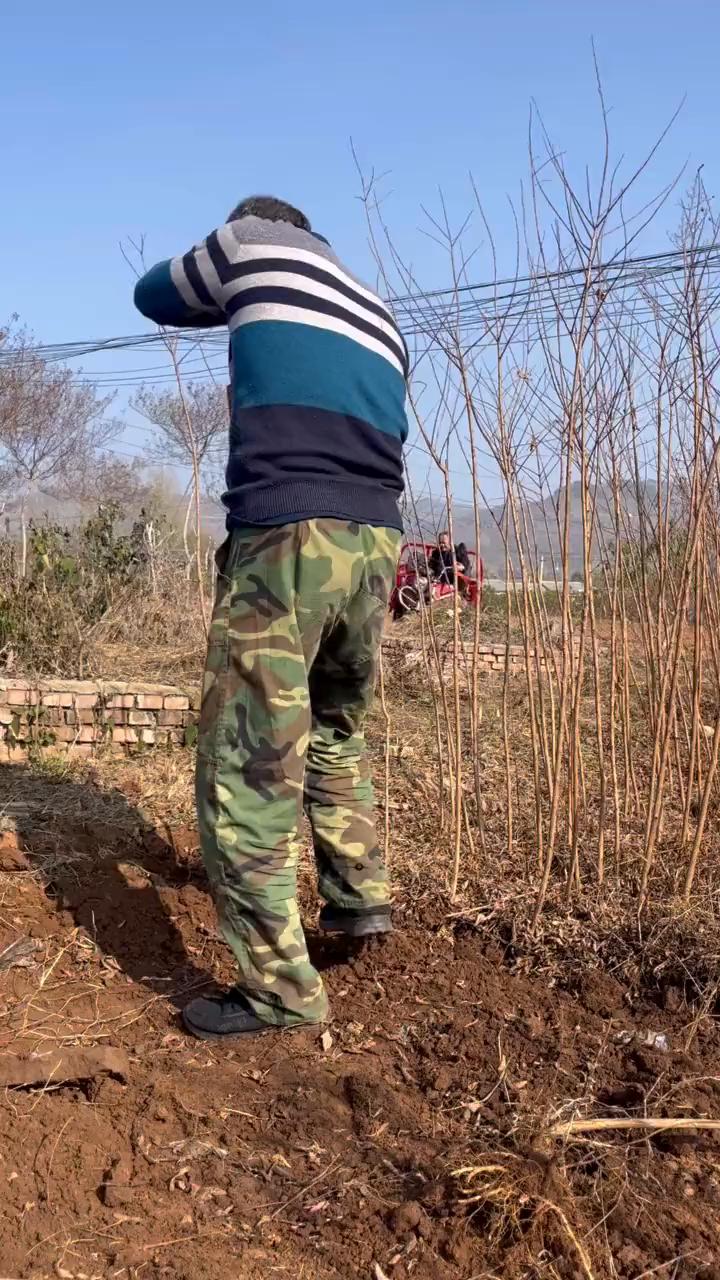 蒙山小叶紫薇苗，起苗发货。看一下这小兵线。