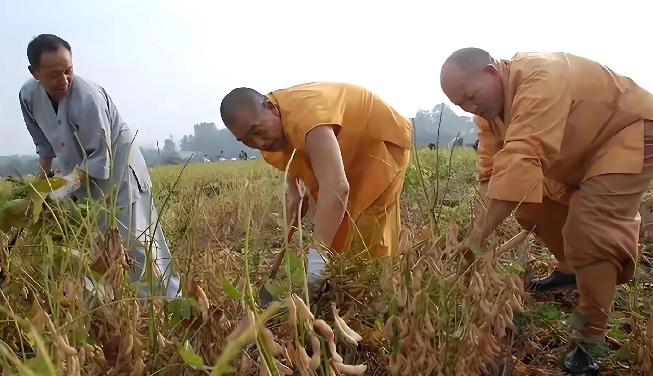 李连杰曾说少林寺里真正的出家人没几个，

这话果然不假。

你看新规才实施几天，