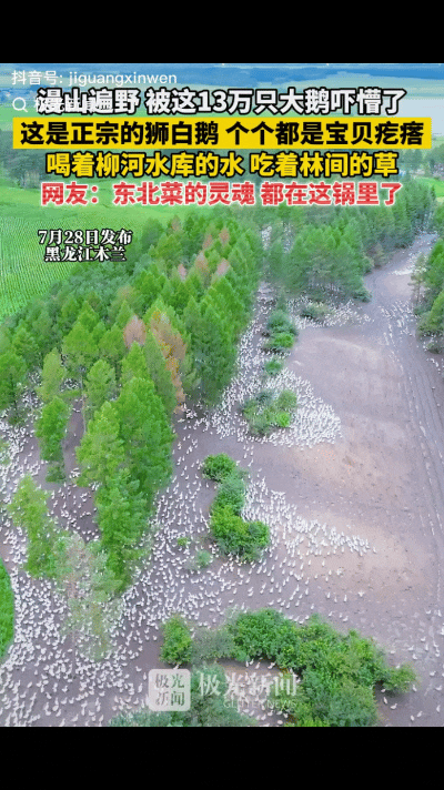 ”太会赚钱了！”黑龙江木兰，有网友拍到一片林地里白茫茫的，连一根草都没有，开始以