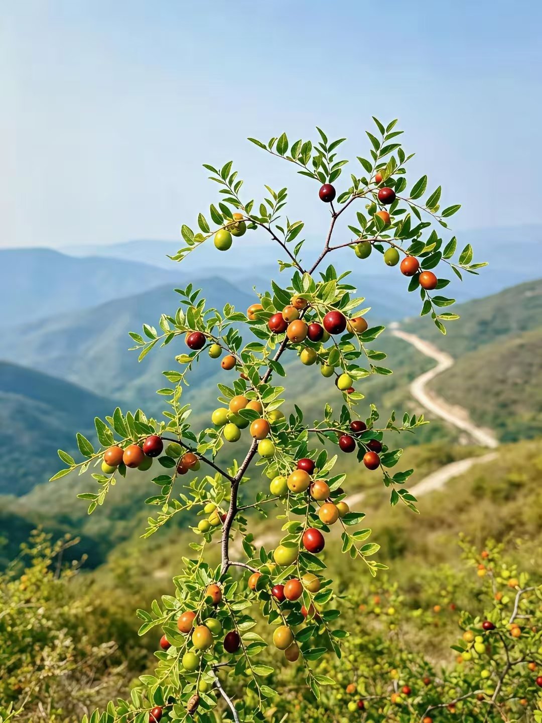 一户人家，壬山丙向兼亥巳，属于这个大运周期比较好的坐向，壬山在坎卦位，阴卦既可靠