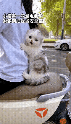 谁能顶得住这么可爱的修猫咪！第一次坐车的模样，直接治愈所有人！
 
小家伙平生第