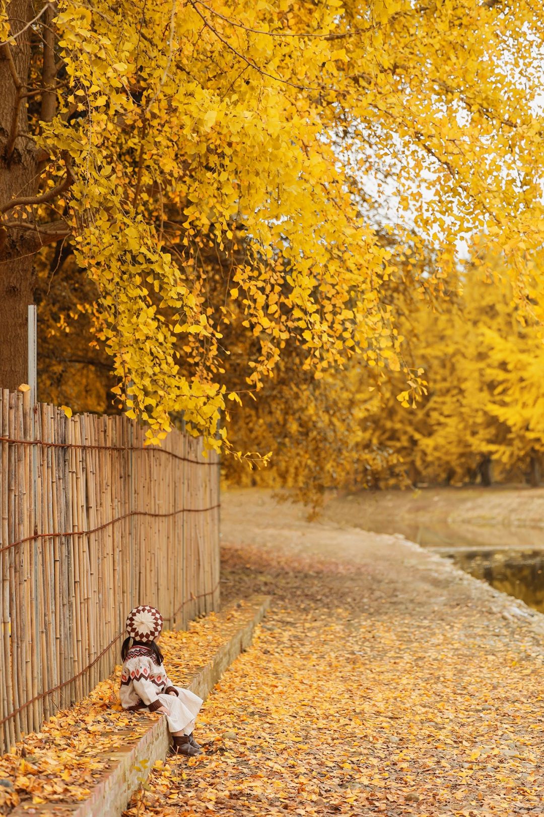 成都银杏拍照地🍂｜这里藏着如油画般的秋天~