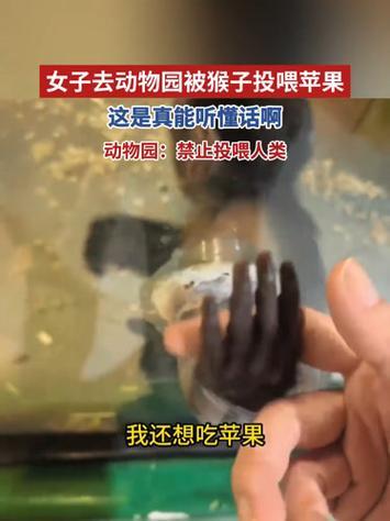 万万没有想到，内蒙古，一女子去动物园看猴，期间就发现一只单独关着的小猴子特别可爱