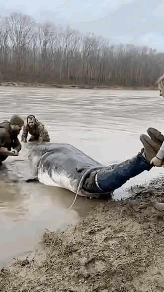 世界真的无奇不有，鱼口救人谁见过？