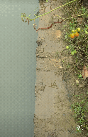 黄鳝不感兴趣，旁边的小西红柿挺不错！[呲牙]