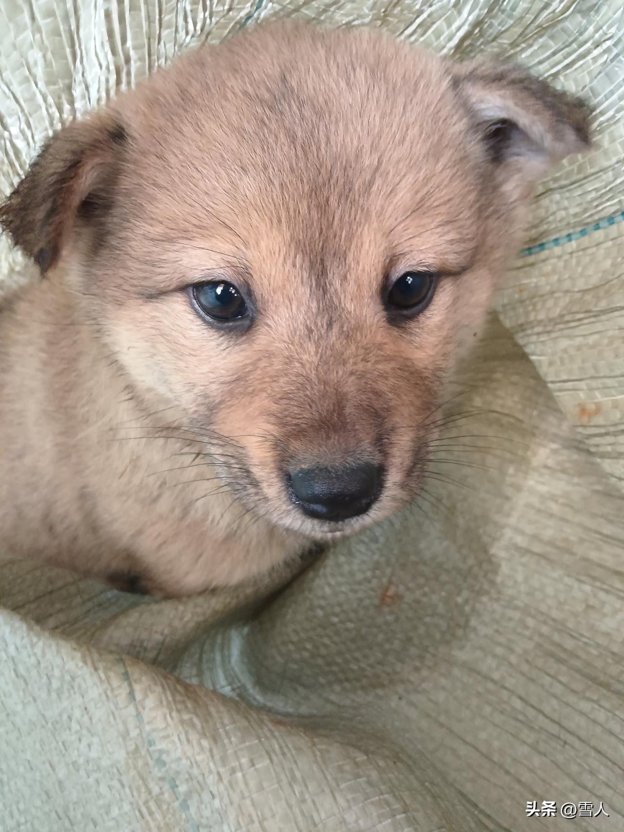 春日添犬中华田园犬：春风一暖，又从乡下抱来一只小田园犬。乡下养土狗，本就随性自然