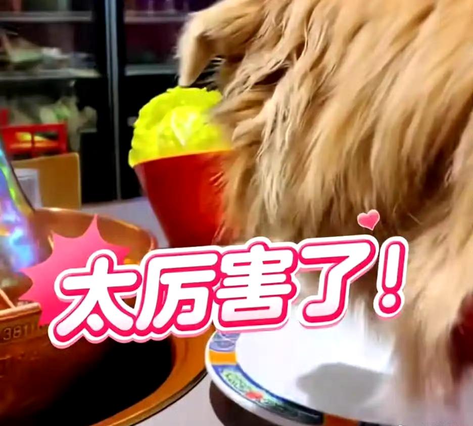 “北京女子发视频炫耀狗上餐桌吃涮肉”给很多饭店两点启示:
1.明确张贴明确的宠物