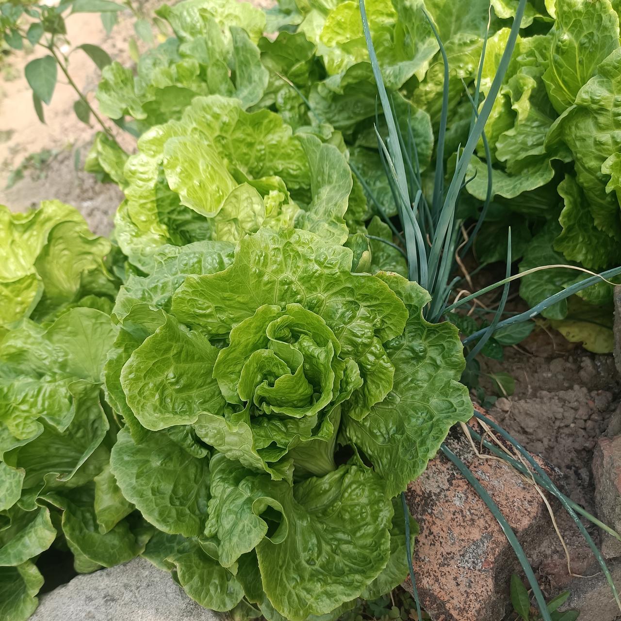 4月后半月，建议空仓？空仓？空仓
今天完全符合预期，可惜还是不开心！
富联冲高回