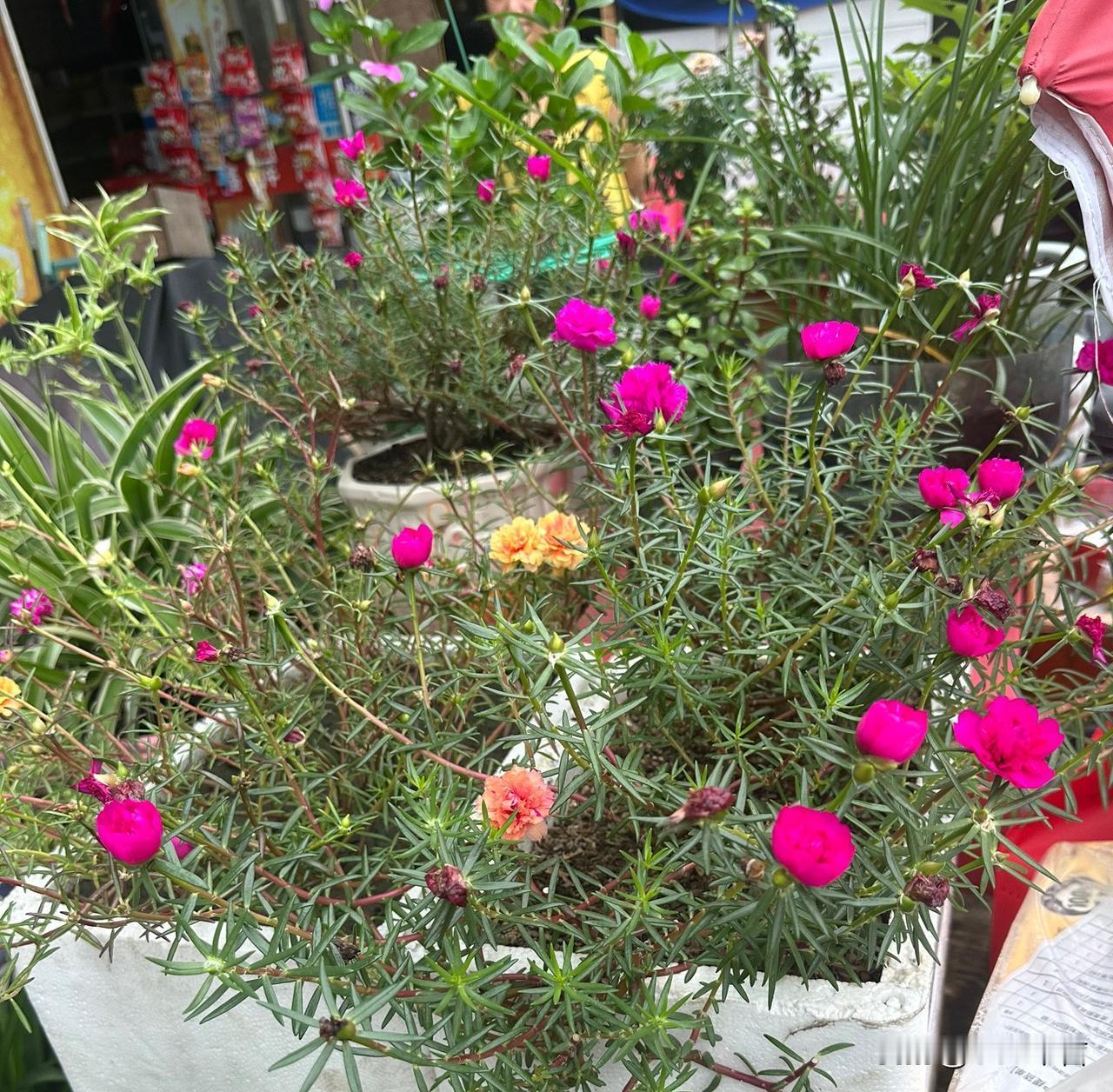 小小的太阳花，肆意盛开，自带满满的阳光气息