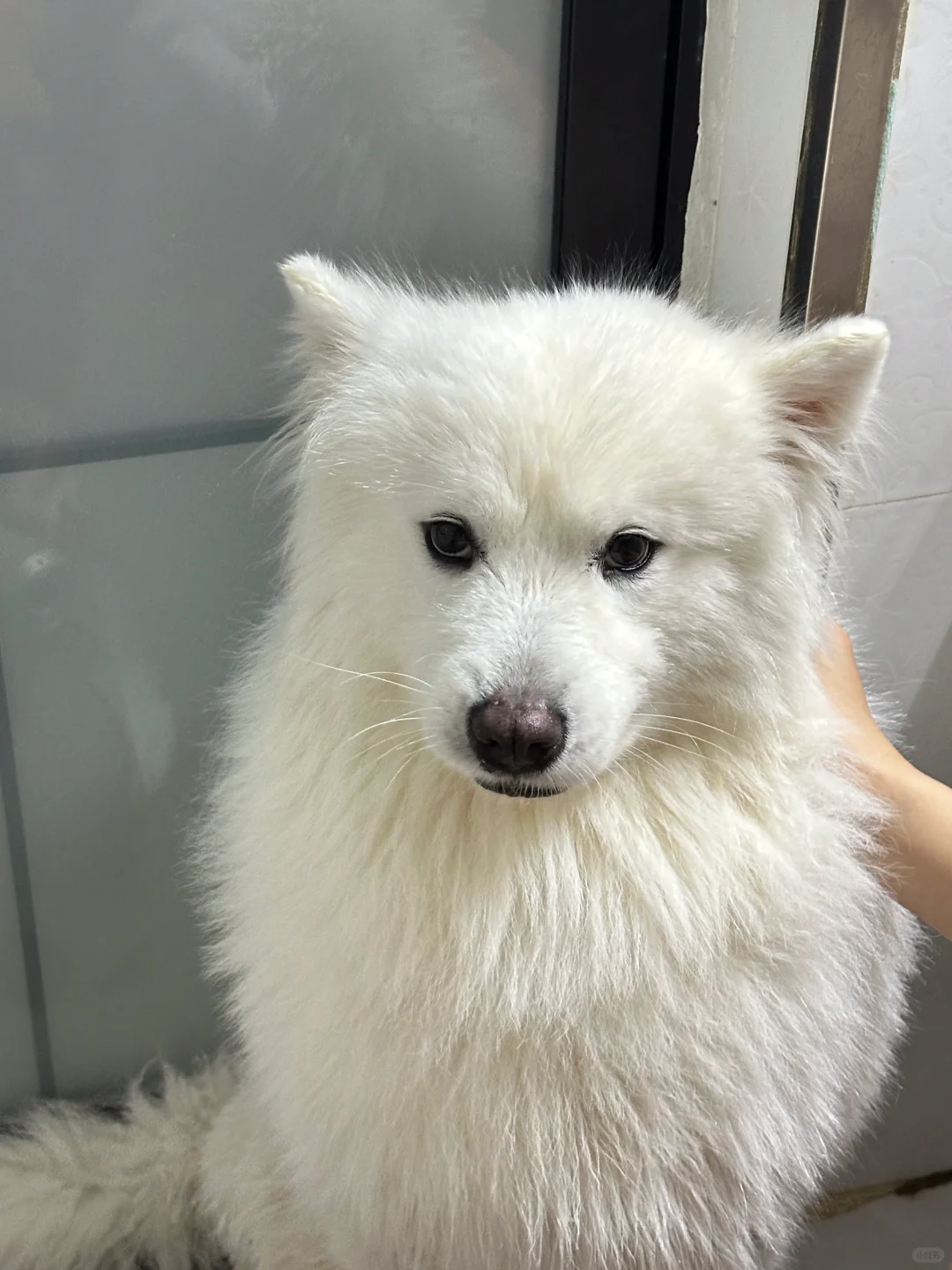 小狗想不通为什么要洗澡