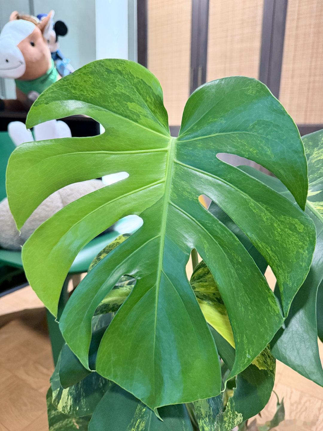 黄梅天热值开挂，美到搬来陪我看电视 