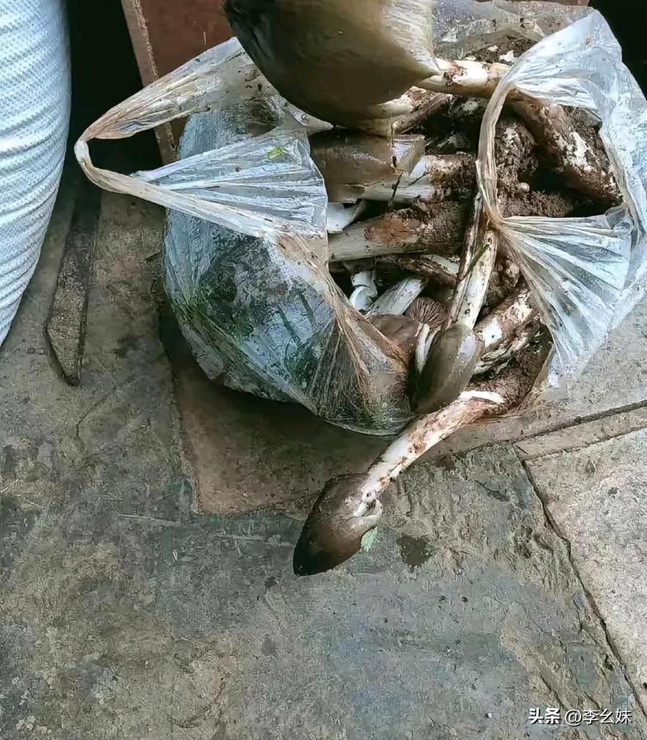 这个蘑菇有毒吗？
