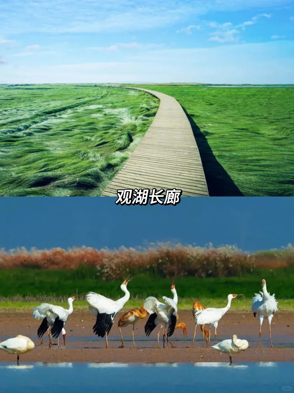 候鸟来临，百鸟啾鸣！来鄱阳湖沉浸式观鸟吧
