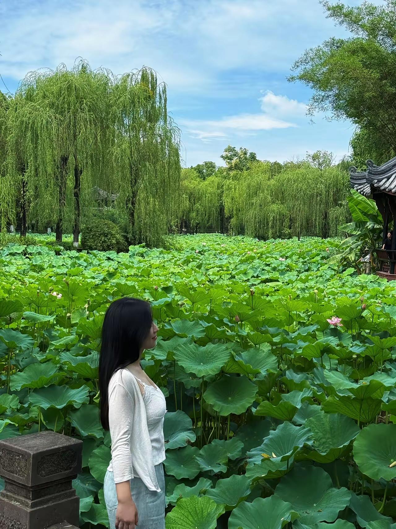 总以为美好要奔赴千里之外的网红胜地，直到偶遇这一方荷塘才恍然，温柔浪漫从来都藏在