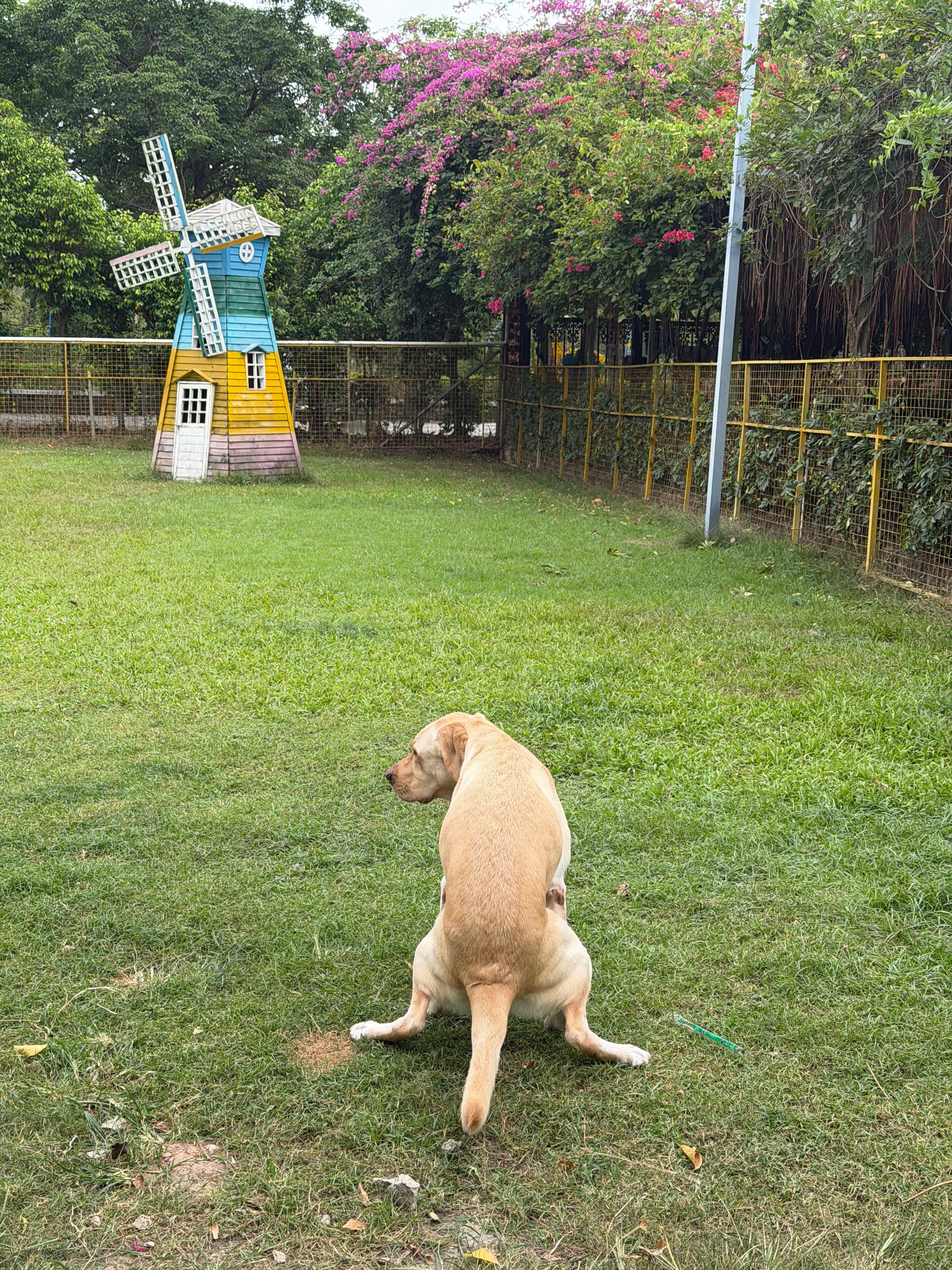 今天又是旺仔快乐日一套流程，已经非常熟悉了先在草地跑几圈儿促进肠胃蠕动拉个大批量