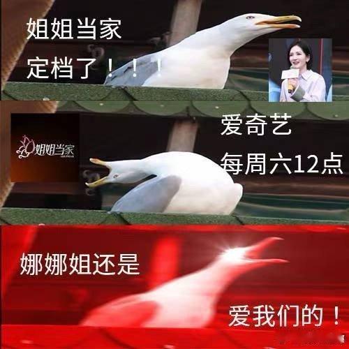谢娜借用粉丝做的开播图不愧是娜姐的粉丝啊！粉丝给谢娜做的姐姐当家开播图，又土有好