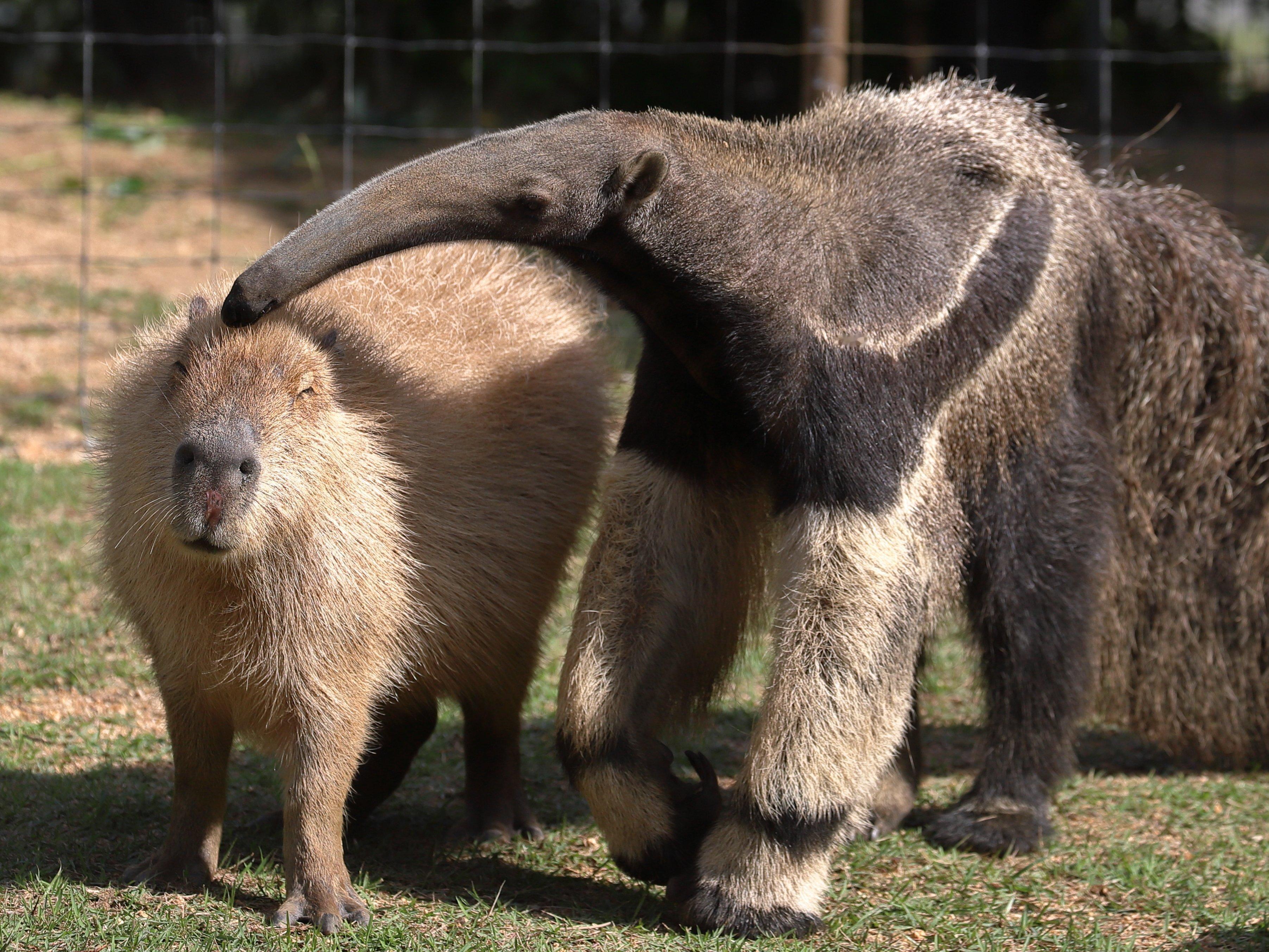 水豚大食蚁兽 > ｴ <救命啊~~~不要吸我！我头上没有蚂蚁！？【推：Capyb