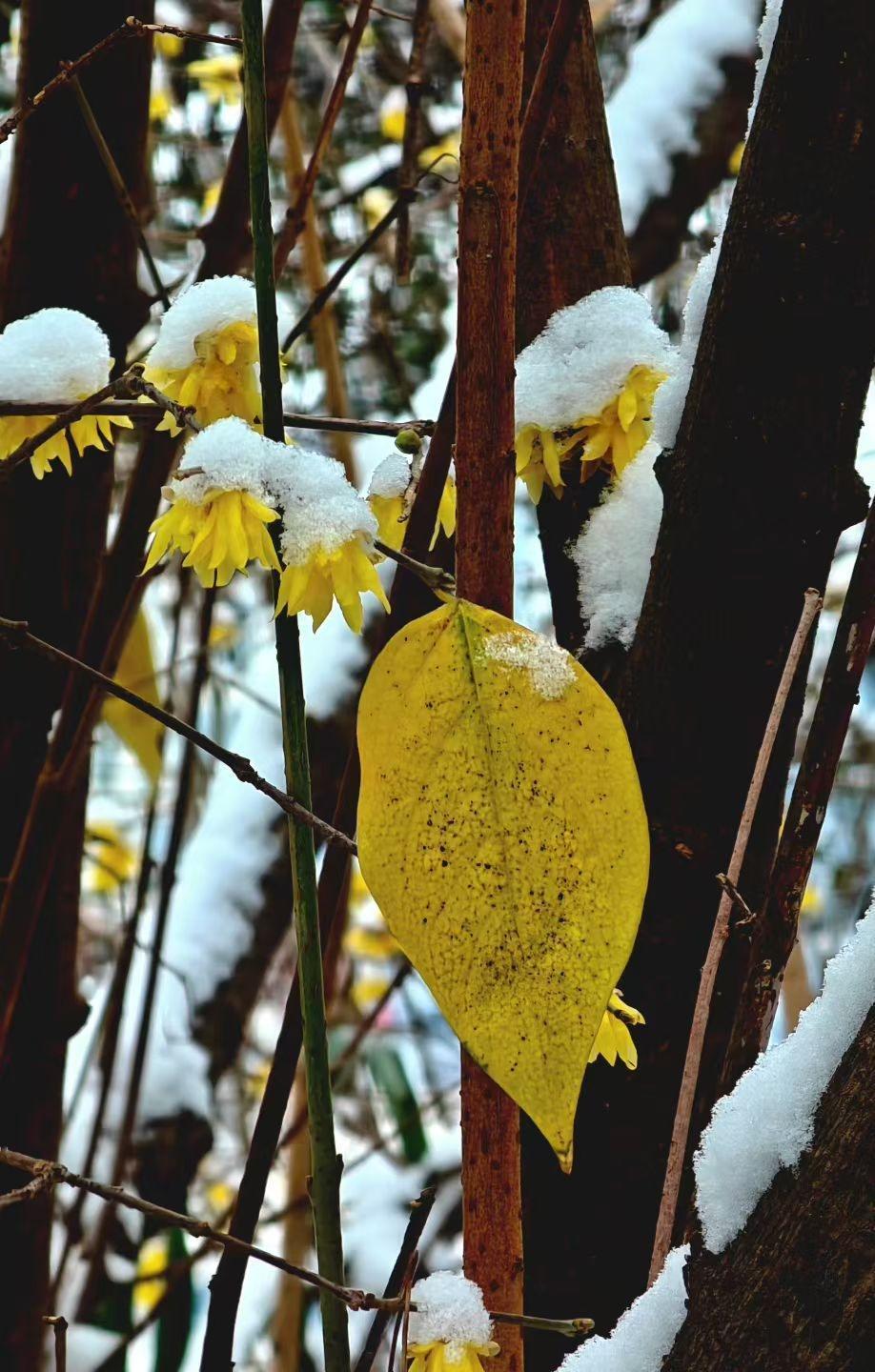 ❄️ 雪给黄花盖了层素纱，黄叶却把秋的余温，凝在冬的枝桠间，像封没寄出的春信。