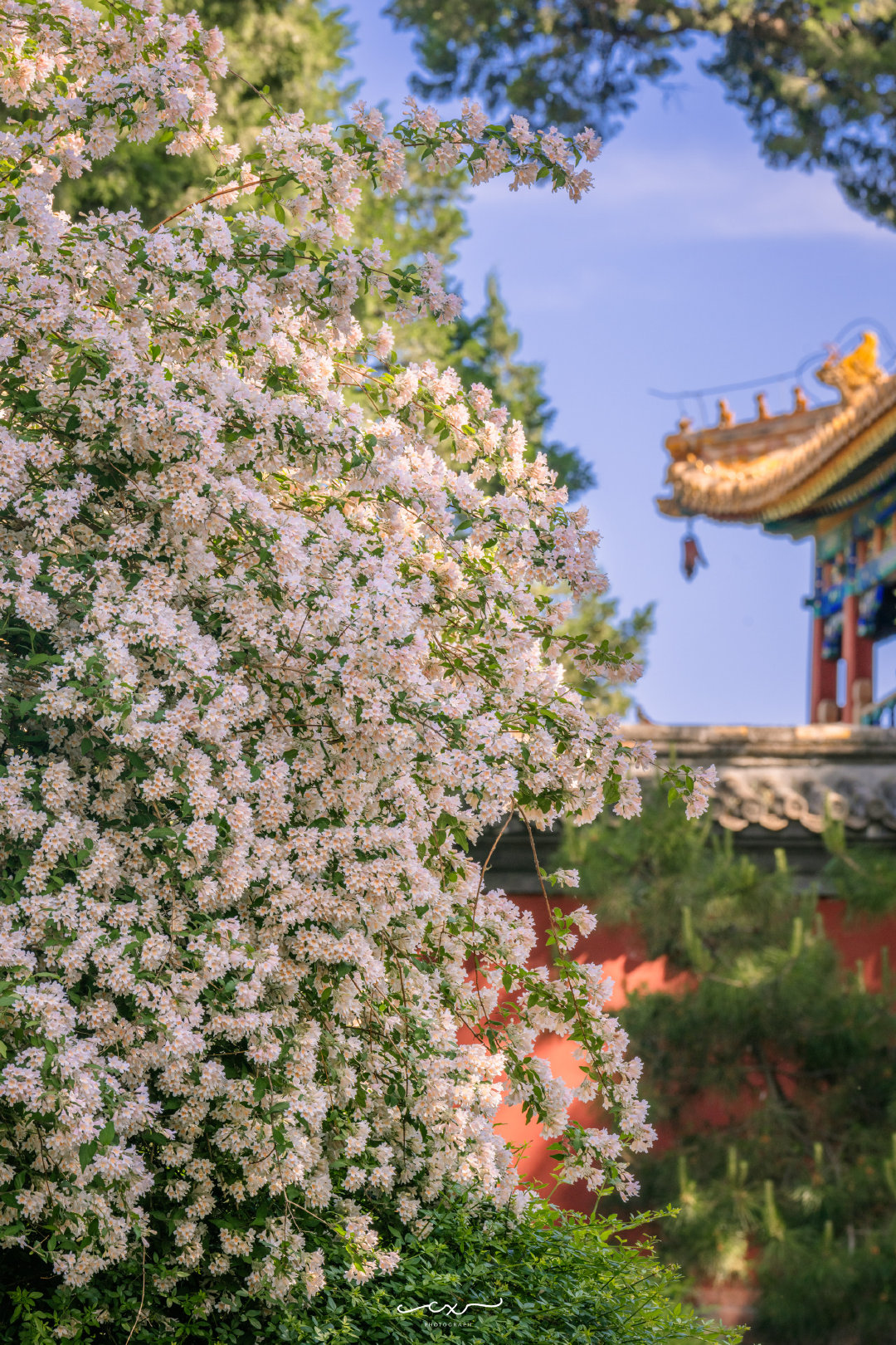 北京北海北岸，蝟实花开。📍北海公园摄影​​​