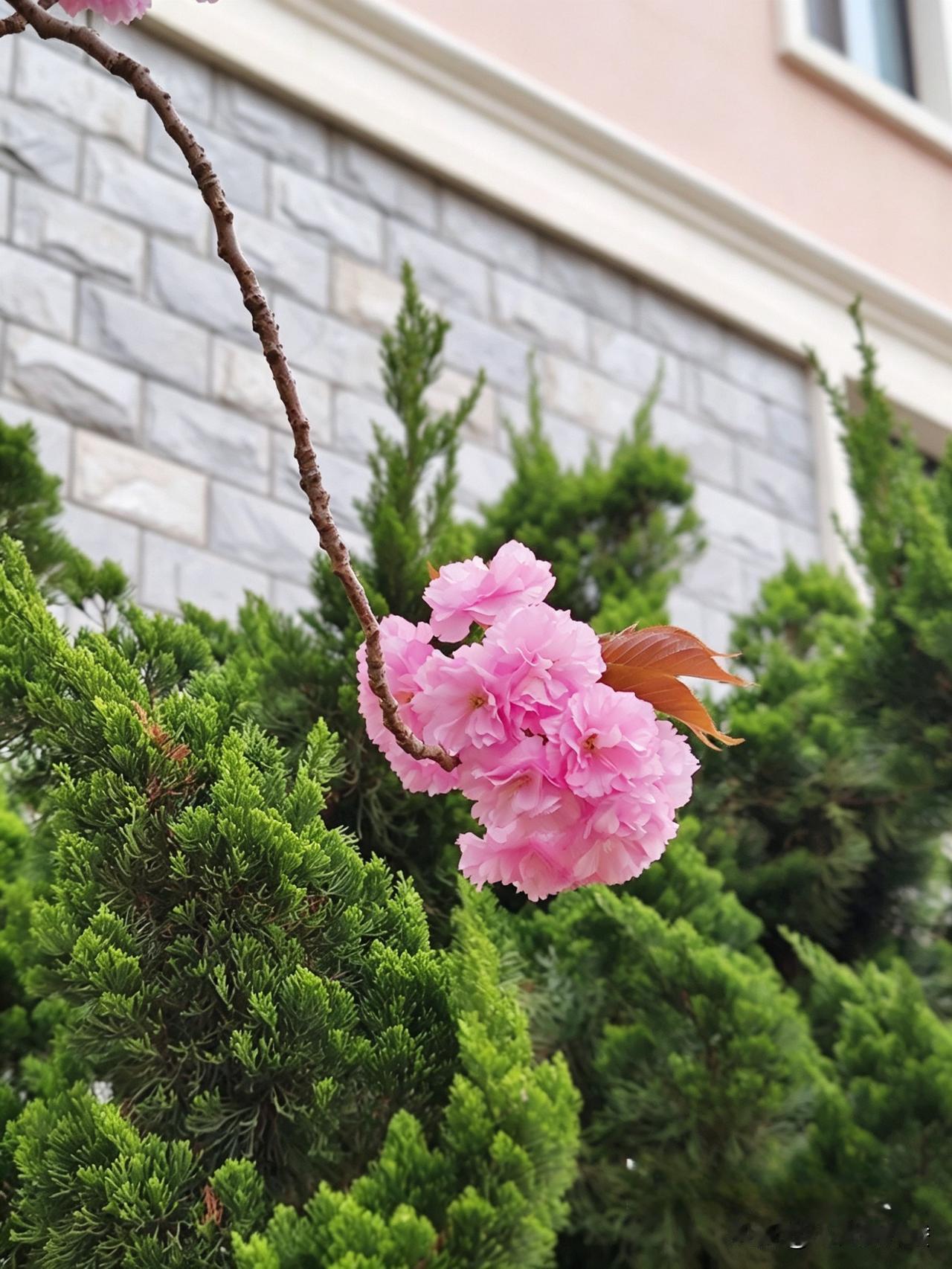 看多了网上那些吐槽婚姻一地鸡毛的，才发现我家其实挺正常，还挺幸福的。
 
短视频