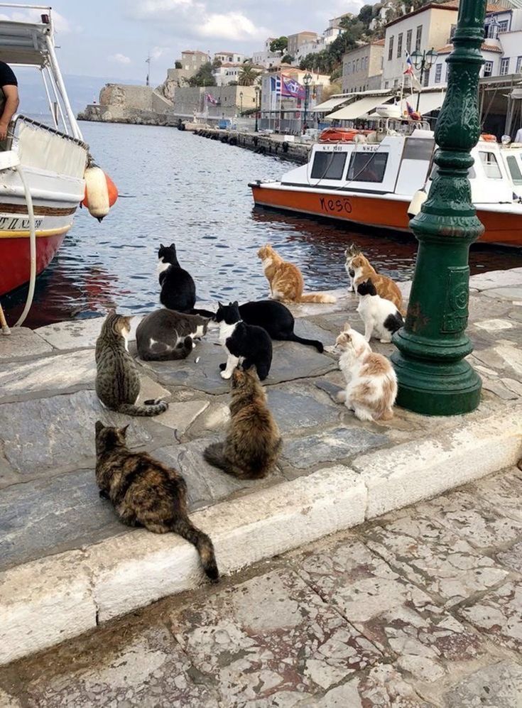 猫咪正在耐心地等待小鱼上岸🥺 