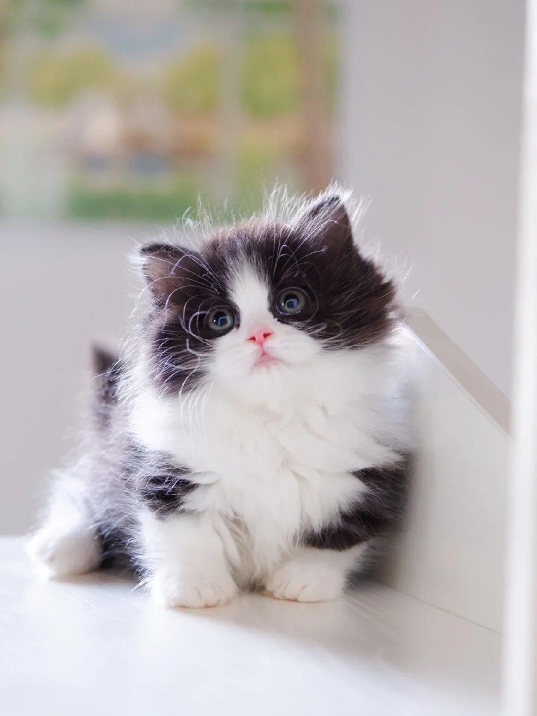 是很魅感的小猫咪 黑白米努特矮脚猫