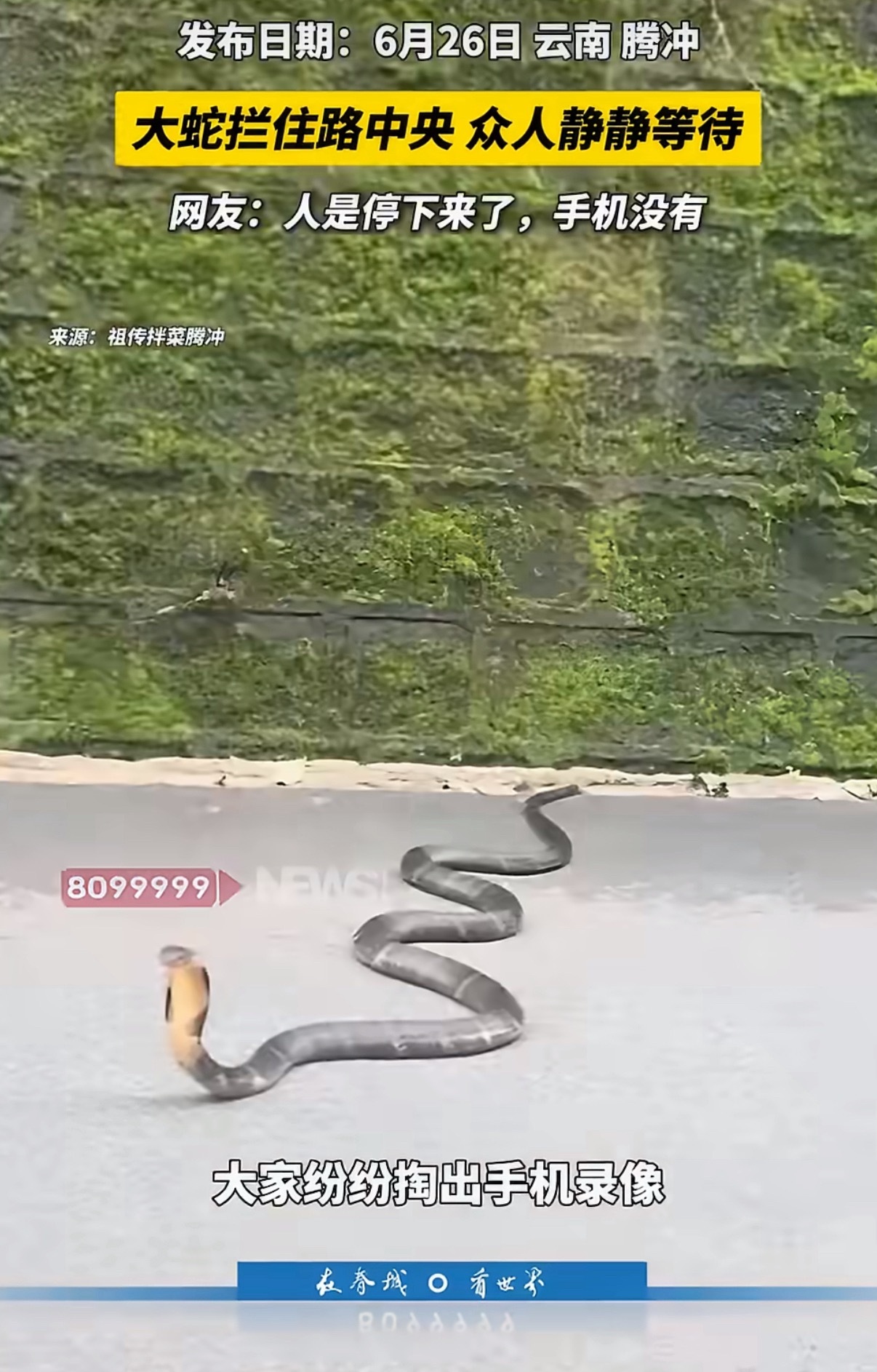 大蛇挡住路中央 众人静静等待这是眼镜蛇吧？不等待谁敢过去把它弄走吗 剧毒的眼镜王