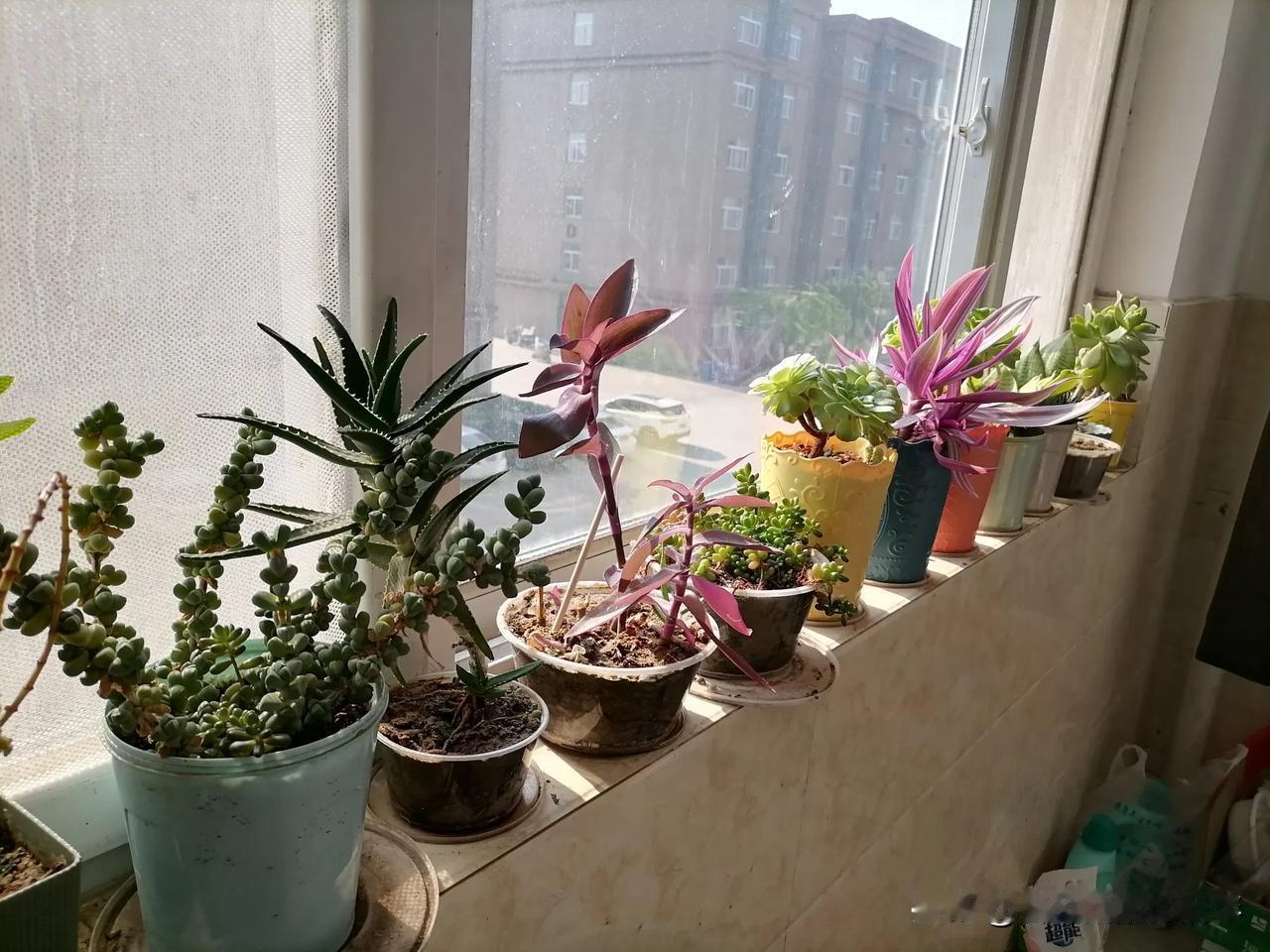 小小一方阳台，是我的秘密花园。茉莉吐着素白芬芳，吊兰垂着青碧流苏，多肉憨态可掬。