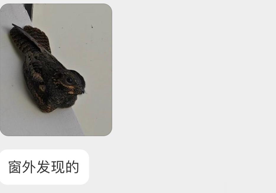 席地而卧的【夜鹰】（有胸肌白天喜欢趴着睡觉，天黑了才开始活动叫声超级魔性（激光枪