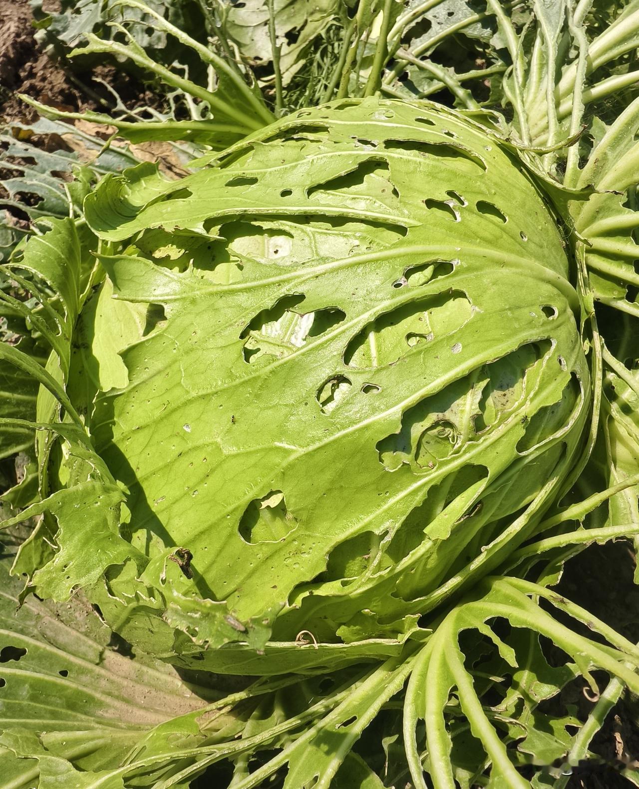 上周回乡下父母家，看到菜园里的包菜上爬满菜青虫，包菜叶子被啃得只剩下叶脉。

我