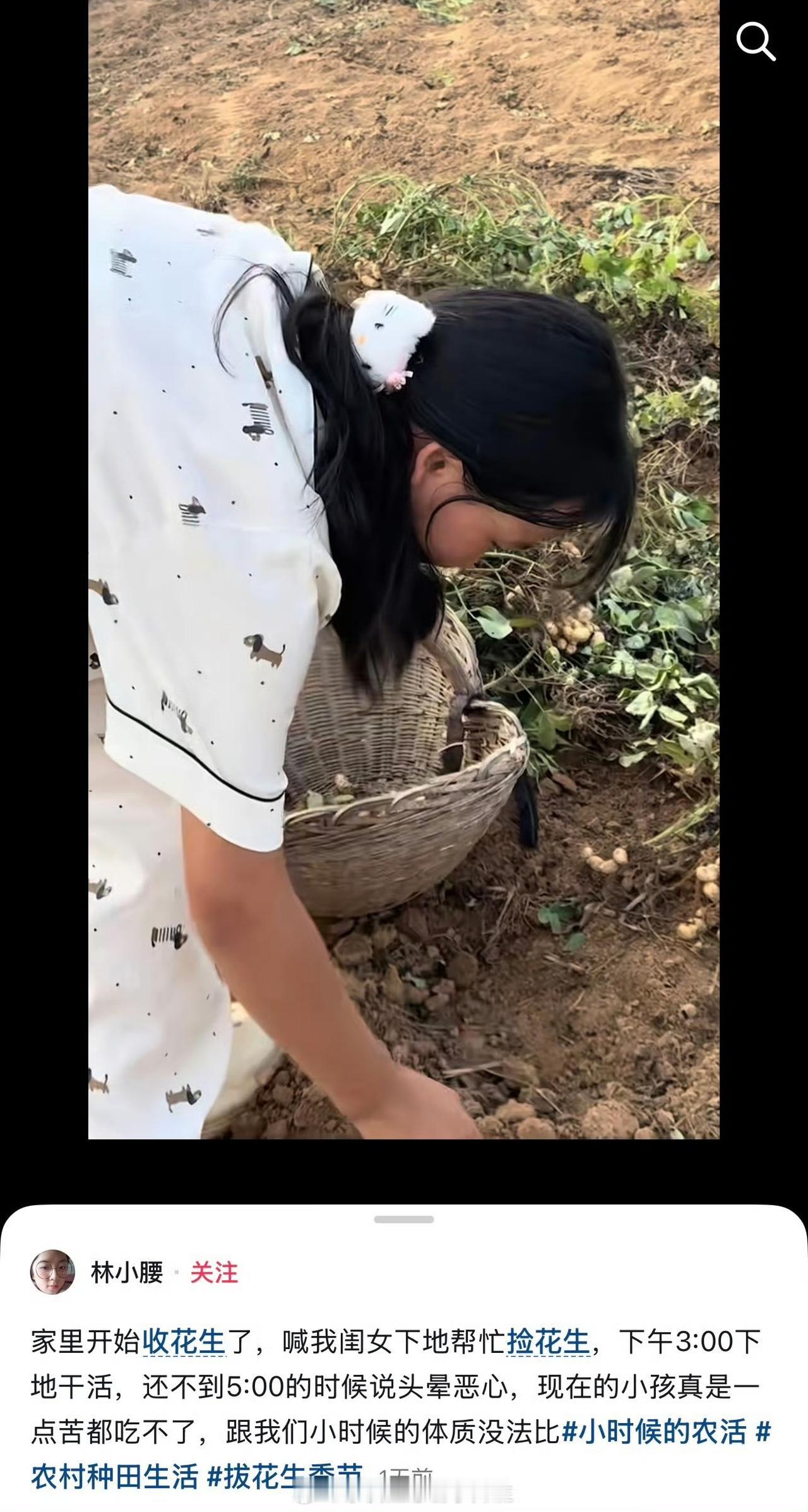 抖音博主发布让女儿捡花生的视频，被集美冲评论区说怎么不叫太子出来干活。可惜他家只