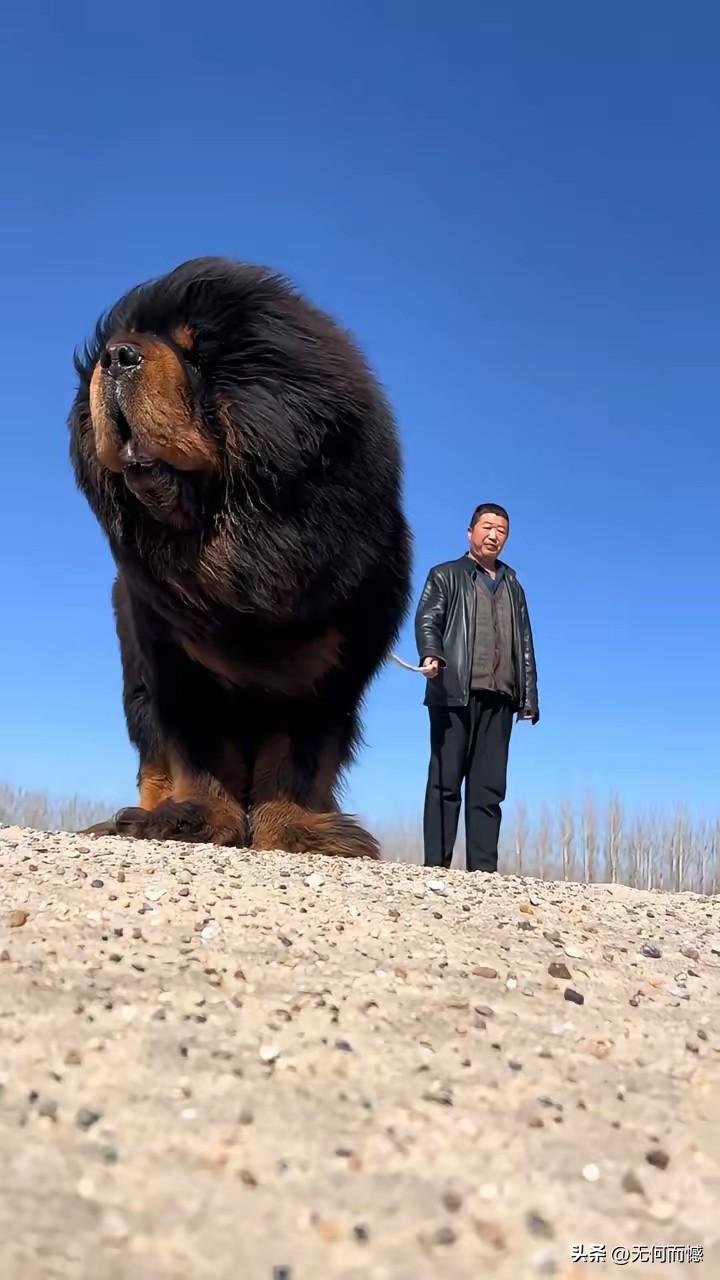 这只藏獒确实不小，但是由于拍摄角度的原因，把藏獒拍的太高大了，把人拍的太渺小了，