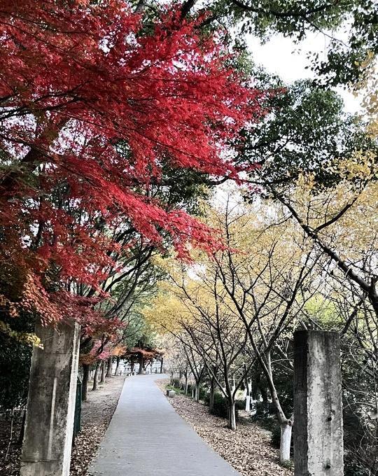 苏州是掌管园林的神！旺山徒步一日游
天气超好！旺山徒步好舒服，免费徒步区域景色也