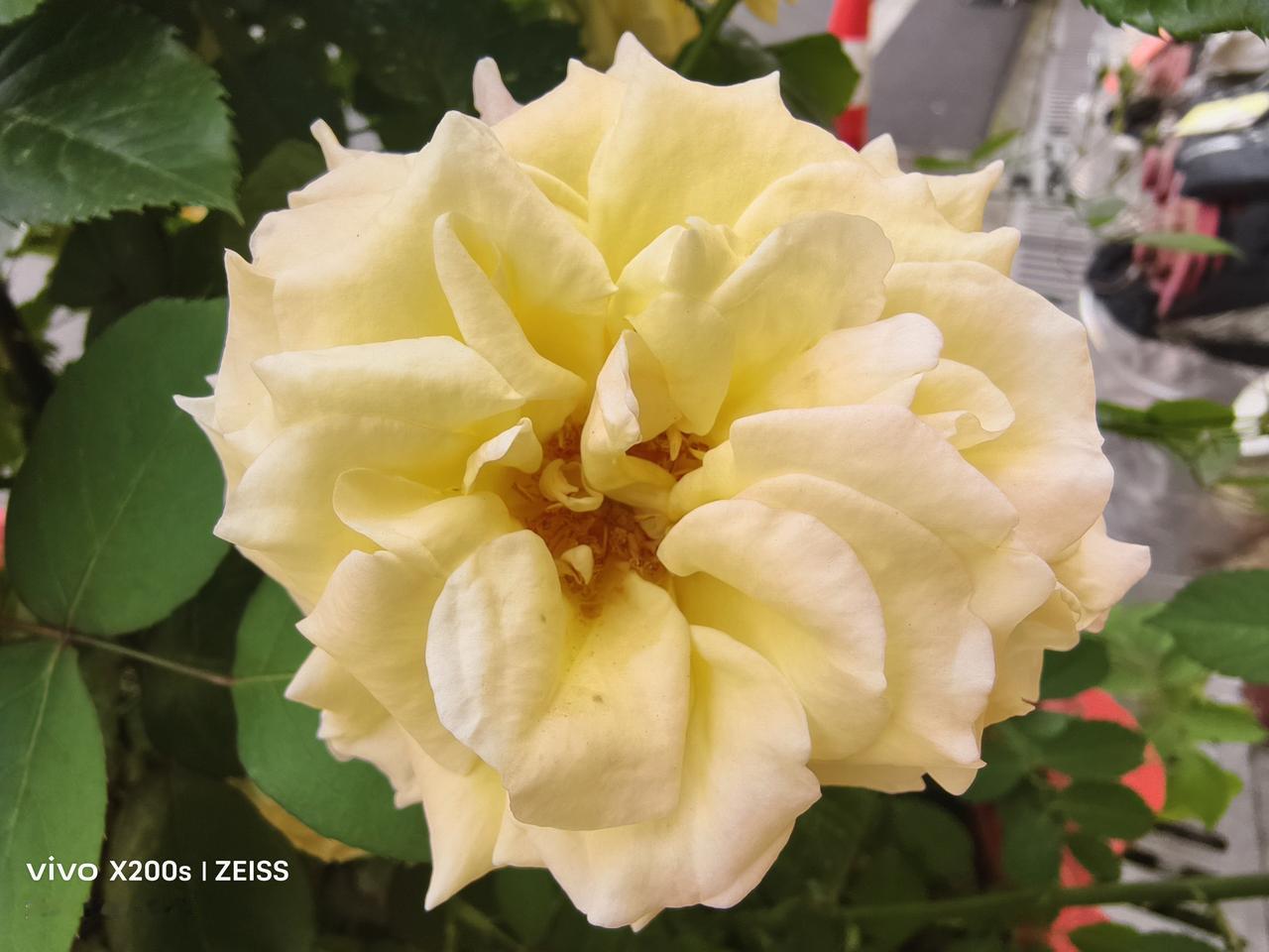 今年春天最想实现的心愿享受春天适宜的温度，欣赏春天盛开的花朵，品尝春天的各种野蔬