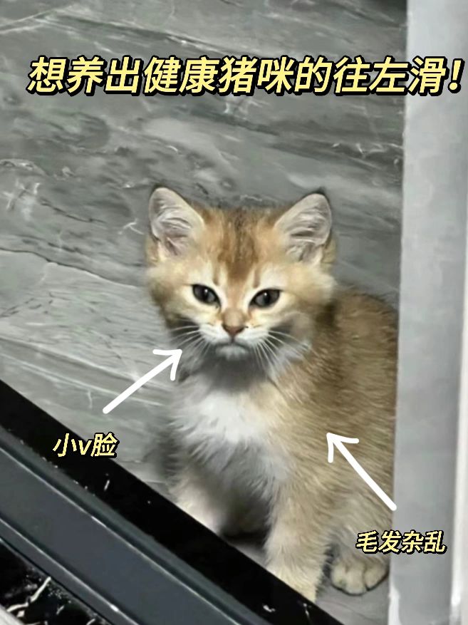 养猫如养“猪”？原来长肉发腮真的不难！