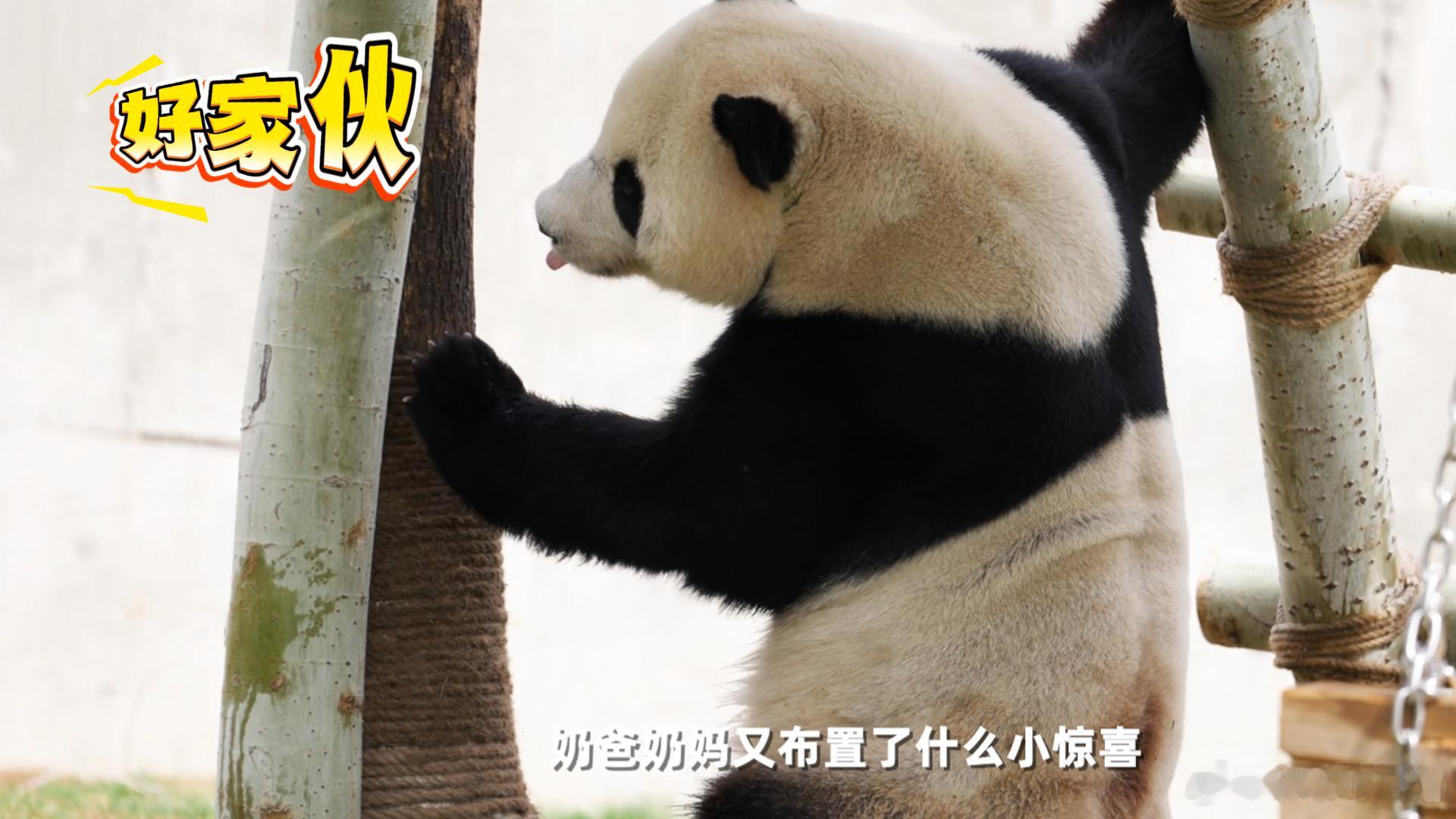 【核桃坪新一届野培大熊猫亮相】光是看本期的预告，都让人充满惊喜，德瑞的好奇劲儿越